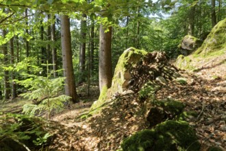 Boulders along a hiking trail in the forest in the Central Slovak Carpathians. Hinau, Neusohl