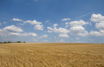 Grain field, ripe barley (Hordeum vulgare), Rhineland-Palatinate, Germany, Europe