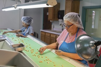 Alamogordo, New Mexico, Eagle Ranch, where Heart of the Desert pistachios are grown. Workers in the