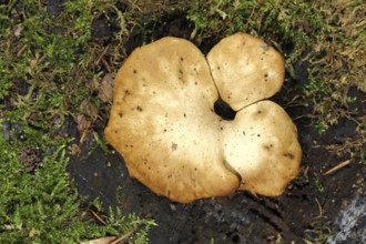 Lion Yellow Porling (Polyporus leptocephalus), Porling, Porling, Porling-like, Porling, Porling,