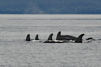 A group of several orcas, whales, whale watching, Inside Passage, Juneau, Alaska, USA, North