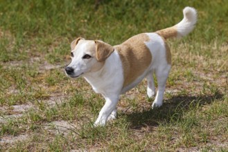 Dog, Jack Russell Terrier, Dog breed, Domestic dog (Canis lupus familiaris), Schleswig-Holstein,