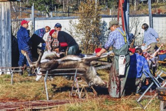 Slaughter of a reindeer bull by sami people at autumn in northern Sweden, Kvikkjokk, Lapland,