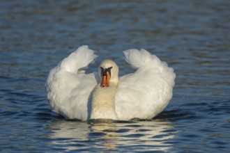 Mute Swan (Cygnus olor), Upper Austria, Austria, Europe