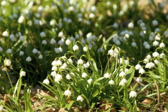 Marchflower blossoms in the Polenzta. The March snowflakes (Leucojum vernum) are in full bloom on