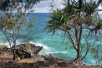 Coastal walk in Noosa heads with mangrove tree, holiday, travel, coast, ocean, sea, east coast,