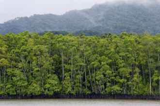 Mangrove forest, rainforest, tropical, tropical forest, tropical, Daintree river, Cape tribulation,