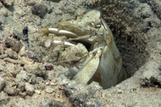 West Atlantic mantis shrimp (Squilla empusa) Mantis shrimp shovels sand from living burrow, Pacific