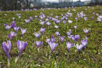 Crocus meadows in Drebach