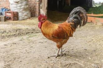 Free range rooster on a farm. Bas-Rhin, Collectivite europeenne d'Alsace, Grand Est, France, Europe