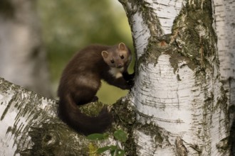 Beech marten (Martes foina), Bitburg, Rhineland-Palatinate, Germany, Europe