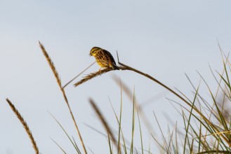 Songbird in the morning light, Rømø Island, Syddanmark, Denmark, Europe