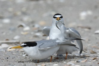 Little Tern (Sternula albifrons), pair during mating ritual, adult birds in courtship display, pair