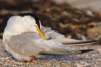 Little Tern (Sternula albifrons), grooming its feathers on the beach, Lower Saxony Wadden Sea