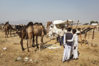 PUSHKAR, INDIA, NOVEMBER 20, 2012: Indian men and camels at Pushkar camel fair (Pushkar Mela),