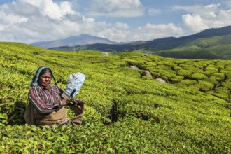 KERALA, INDIA, FEBRUARY 18, 2014: Unidentified Indian woman harvests tea leaves at tea plantation