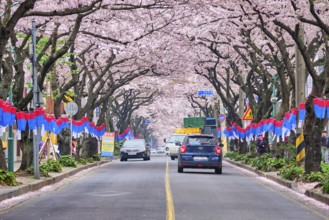 JEJU, SOUTH KOREA, APRIL 9, 2018: Blooming sakura cherry blossom trees in spring in street with