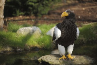 Steller's sea eagle (Haliaeetus pelagicus), sea eagle, eagle, Haliaeetus, hawk-like, Accipitridae,