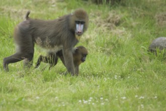 Mandrill (Mandrillus sphinx), two, ground, go, mother, young, guenon, guenon, Anthropoidae,