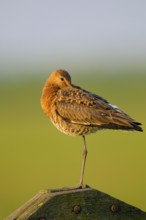 Black-tailed Godwit, Netherlands