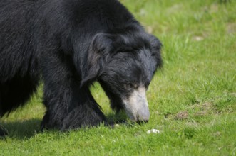 Sloth bear (Melursus ursinus) (Ursus ursinus)