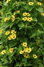 Black-eyed Susan vine (Thunbergia alata)