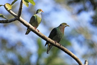 Orange-spotted Fruit Dove and orange-fronted fruit dove (Ptilinopus aurantiifrons) (Ptilinopus