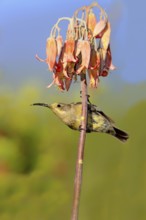 Malachite sunbird (Nectarinia famosa), female, Oudtshoorn, Klein Karoo, South Africa, Africa