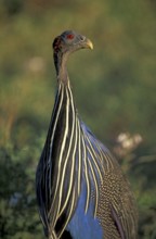 Vulturine guineafowl (Acryllium vulturinum), Samburu National Park, Kenya, Africa