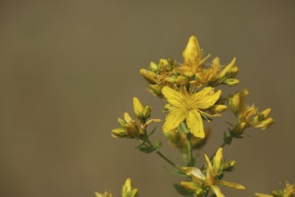 Flower on common st john's wort (Hypericum perforatum), saupurzel, Karlstadter, dry areas,