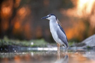 Black crowned night heron (Nycticorax nycticorax) in the water at sunrise, Pusztaszer, Hungary,