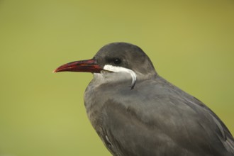 Portrait of Inca Tern (Larosterna inca), captive