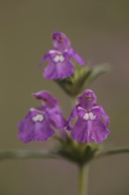 Three little angels flower figures at the galeopsis ladanum var. angustifolia (Galeopsis