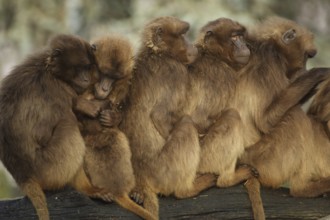 Group gelada baboon (Theropithecus gelada) crowded together grooming, relaxing, captive