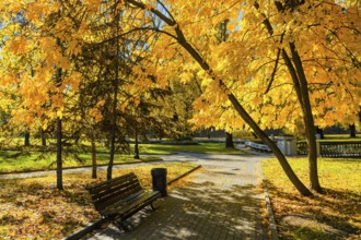 Autumn colors, fall in park with yellow leaves foliage trees