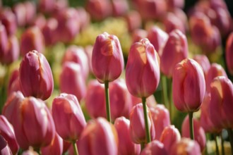 Blooming pink tulips flowerbed in Keukenhof flower garden, also known as the Garden of Europe, one