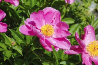 Peonies (Paeonia), peonies, pink flowers, non-double flowers, yellow pistils, green leaves,