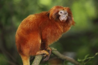 Golden lion tamarin (Leontopithecus rosalia), portrait, adult, captive