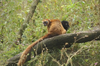 Blue-eyed maki (Eulemur macaco flavifrons), two, female, male, adult, captive