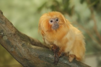 Golden lion tamarin (Leontopithecus rosalia), Leontopithecus, monkey, clawed monkey, clawed monkey,