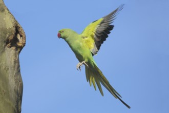 Rose-ringed parakeet (Psittacula krameri) approaching breeding burrow on tree trunk, flying,