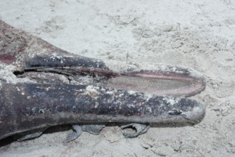 Sowerby's beaked whale (Mesoplodon bidens), North Sea beaked whale, flipper, found dead in the