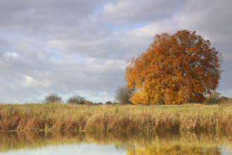 Ancient oaks in autumn foliage at an oxbow lake, Middle Elbe Biosphere Reserve, Saxony-Anhalt,