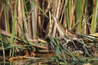 Little Bittern (Ixobrychus minutus), young bird, Middle Elbe Biosphere Reserve, Dessau-Roßlau,