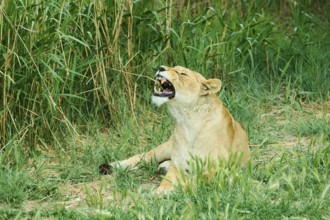 Asiatic lion (Panthera leo persica), female, captive, distribution africa