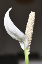 Close (Spathiphyllum) up of blooming white tropical plant spadix flower