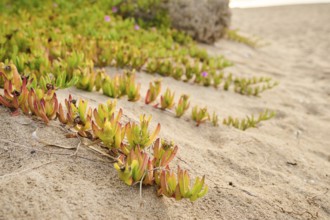 Hottentot-fig (Carpobrotus edulis) growing on a beach near Tarragona, Catalonia, Spain, Europe