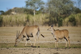 Common elands (Taurotragus oryx) standing in the dessert, captive, distribution Africa