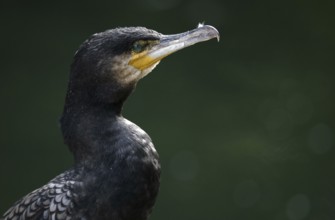 Cormorant (Phalacrocorax carbo), animal portrait, Stuttgart, Baden-Württemberg, Germany, Europe