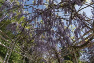 Flowering chinese wisteria (Wisteria sinensis) in an arbour in the city garden of Emmendingen,